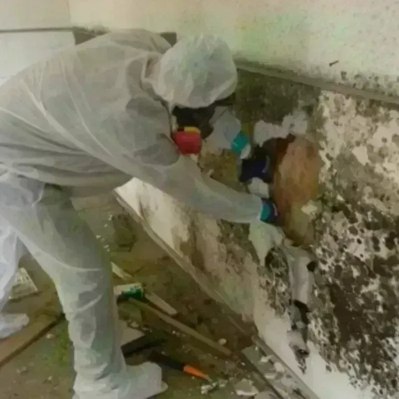 Mold Remediation and Removal in Stark County, IL